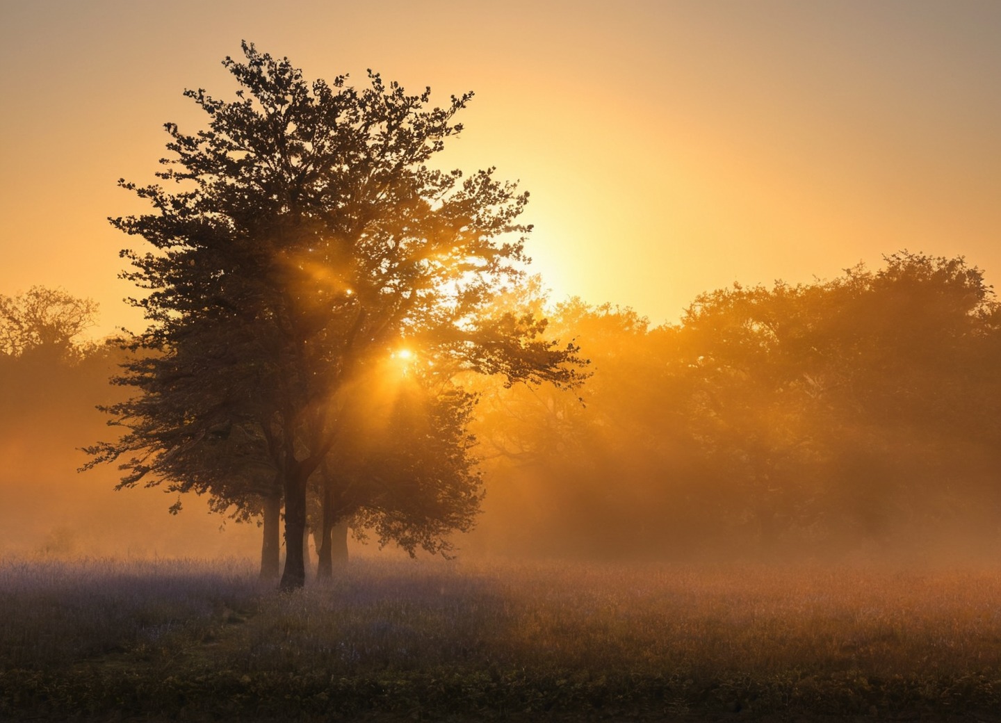 germany, farm, sunrise, horses, sheep, golden light, nature, sunrays