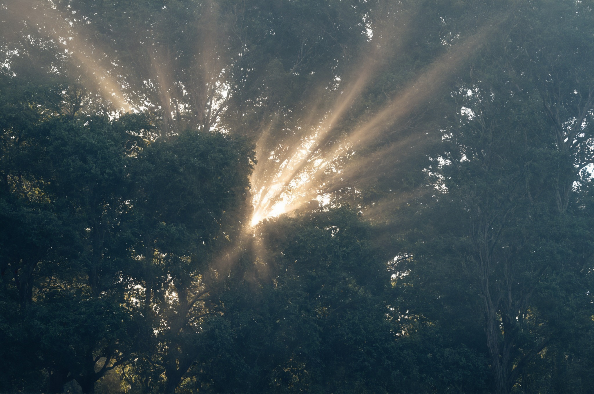 morning, mist, european hare