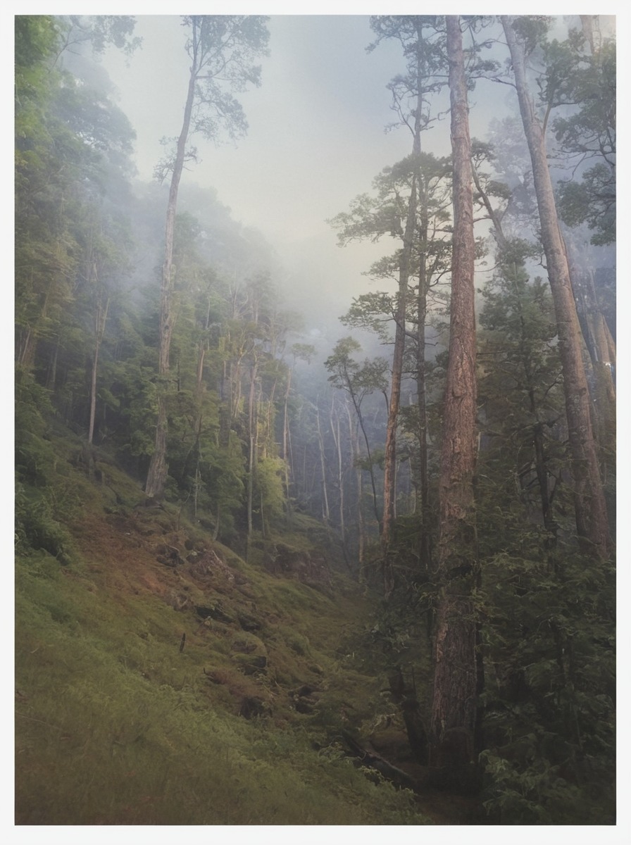 skog, natur, skydda skogen, akvarell, konst, forest, nature, protect the forest, biodiversity, art, watercolour, watercolor, watercolor art, aquarelle, acuarela, aquarela, acquerello, ακουαρέλα, suluboya, akwarela, акварель, 水彩, peace, petter brorson edh