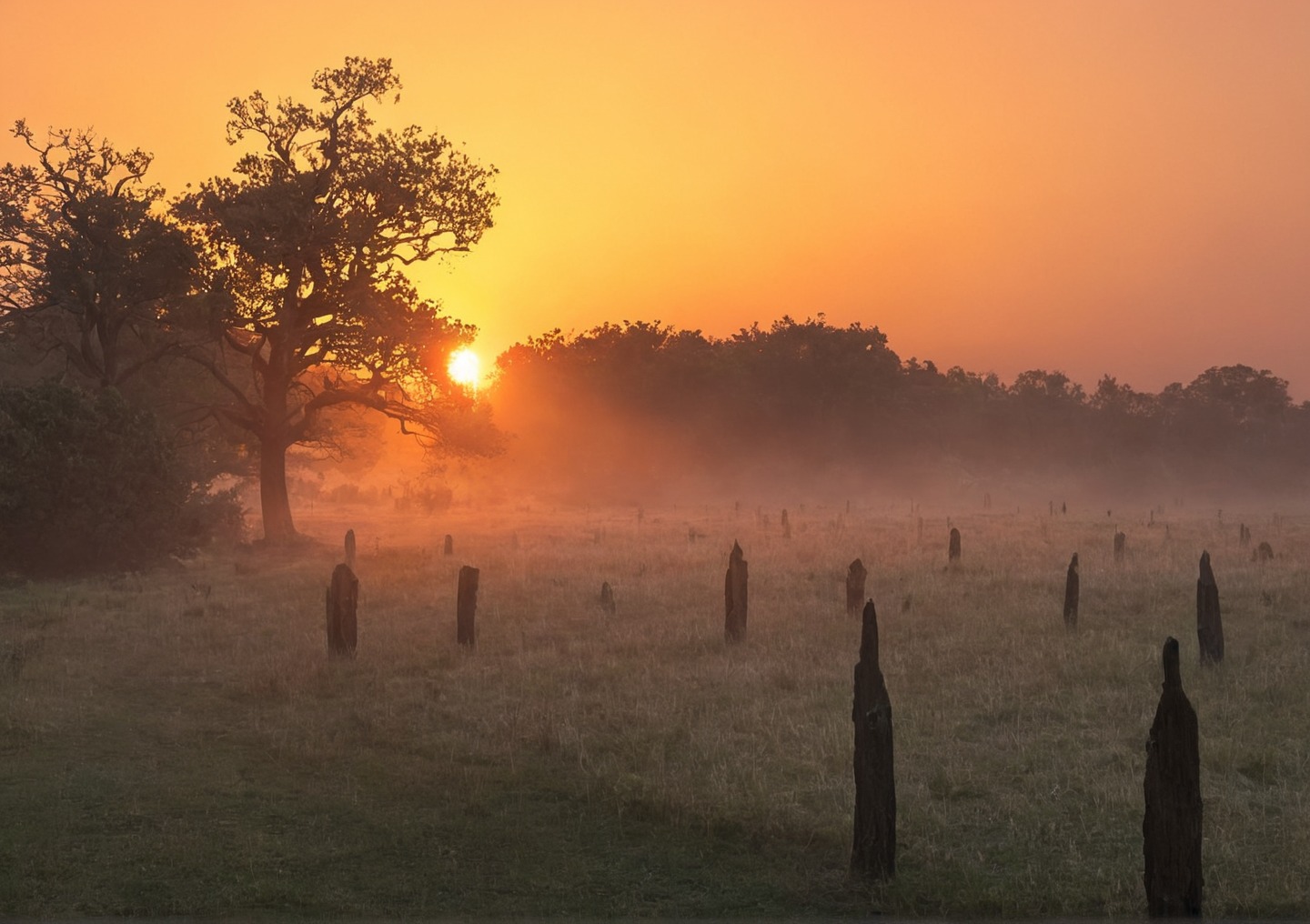 germany, farm, sunrise, horses, sheep, golden light, nature, sunrays