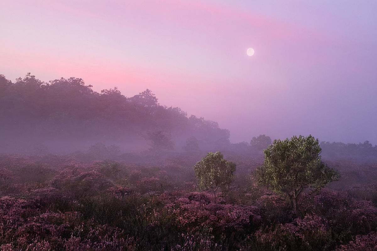 dawn, fog, foggy, haze, hazy, heather, mist, misty, moody, morning, nature, photo, picture, sky, trees, atmosphere, atmospheric, clouds, landscape, landscapephotography, landscapescenery, naturelandscape, naturephotography, peaceful, photograph, photography, purple, sunrise, treescape, moodyphotography