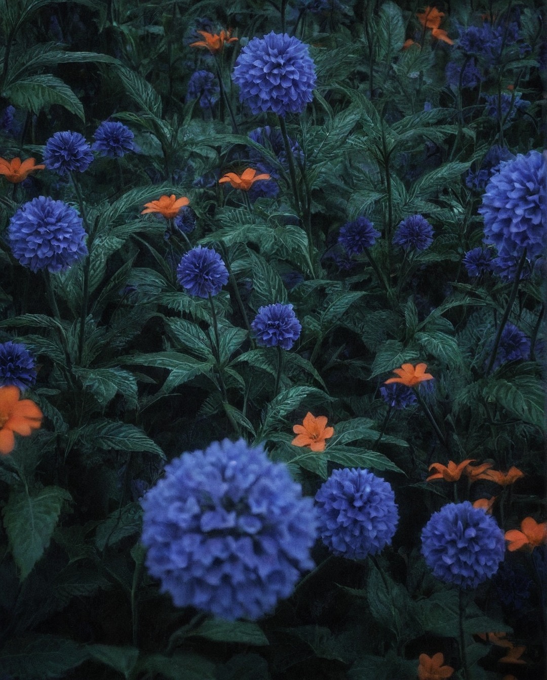 photography, nature, plants, echnips, globe thistle, thistles, art