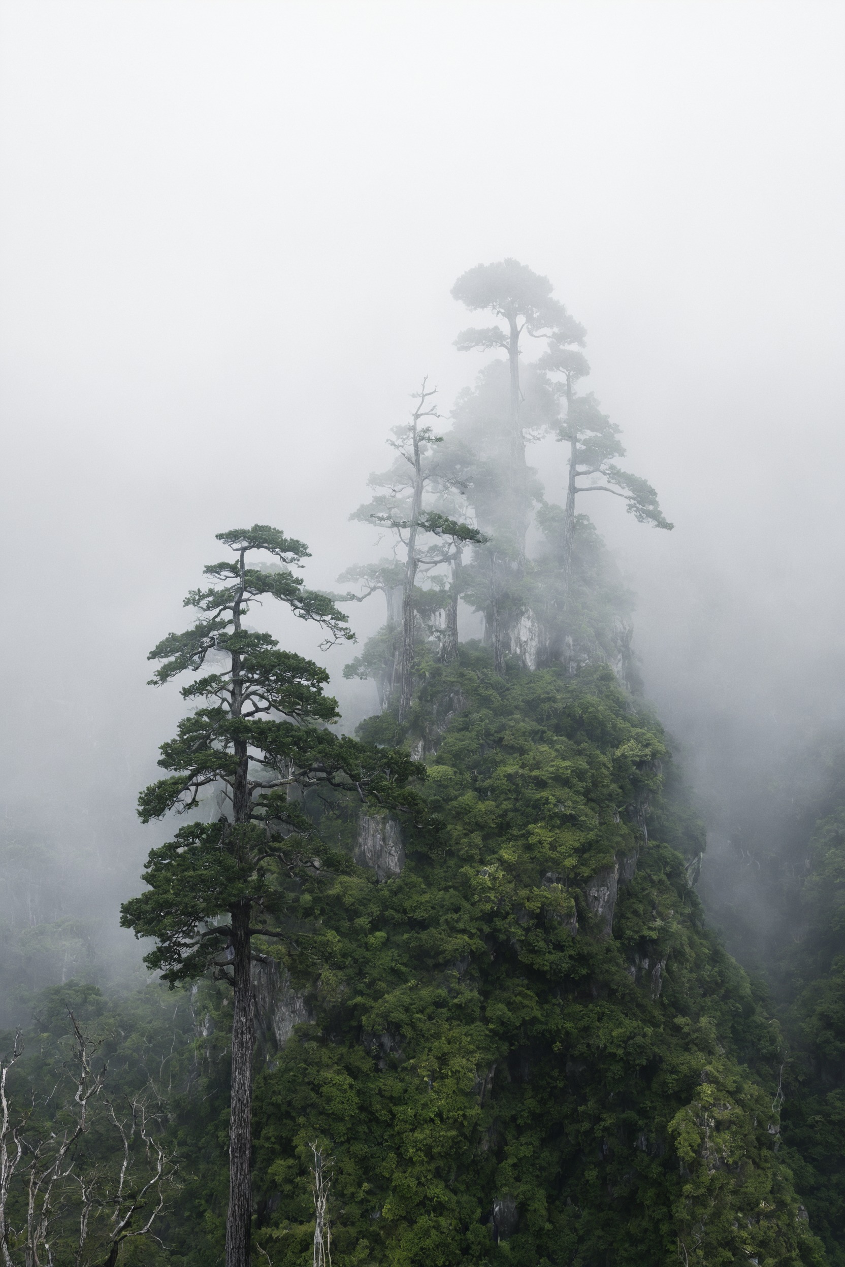 fog, foggy, mist, moody, landscape, forest, nature, beauty, artists on tumblr, photography, aesthetic, washington, pnw, westcoastbestcoast, art, pacific northwest, explore, travel, cottagecore, naturecore, grandmacore, p