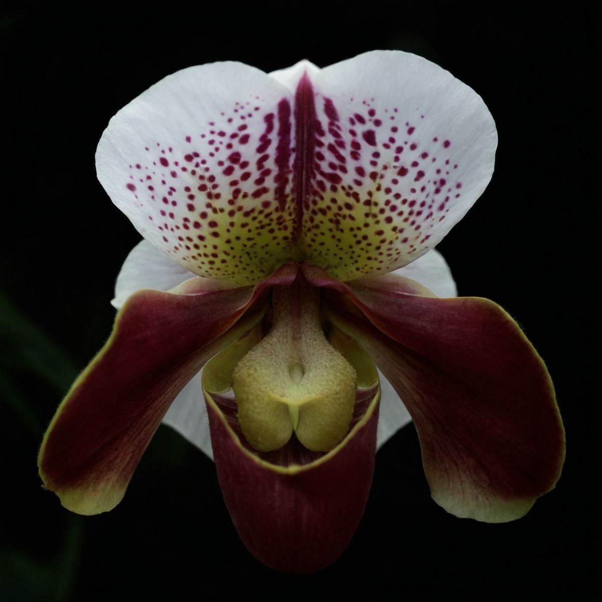 beauty, flowers, nature, naturephotography, orchid, orchids, photography, plants, strange, flowerphotography, flowercore