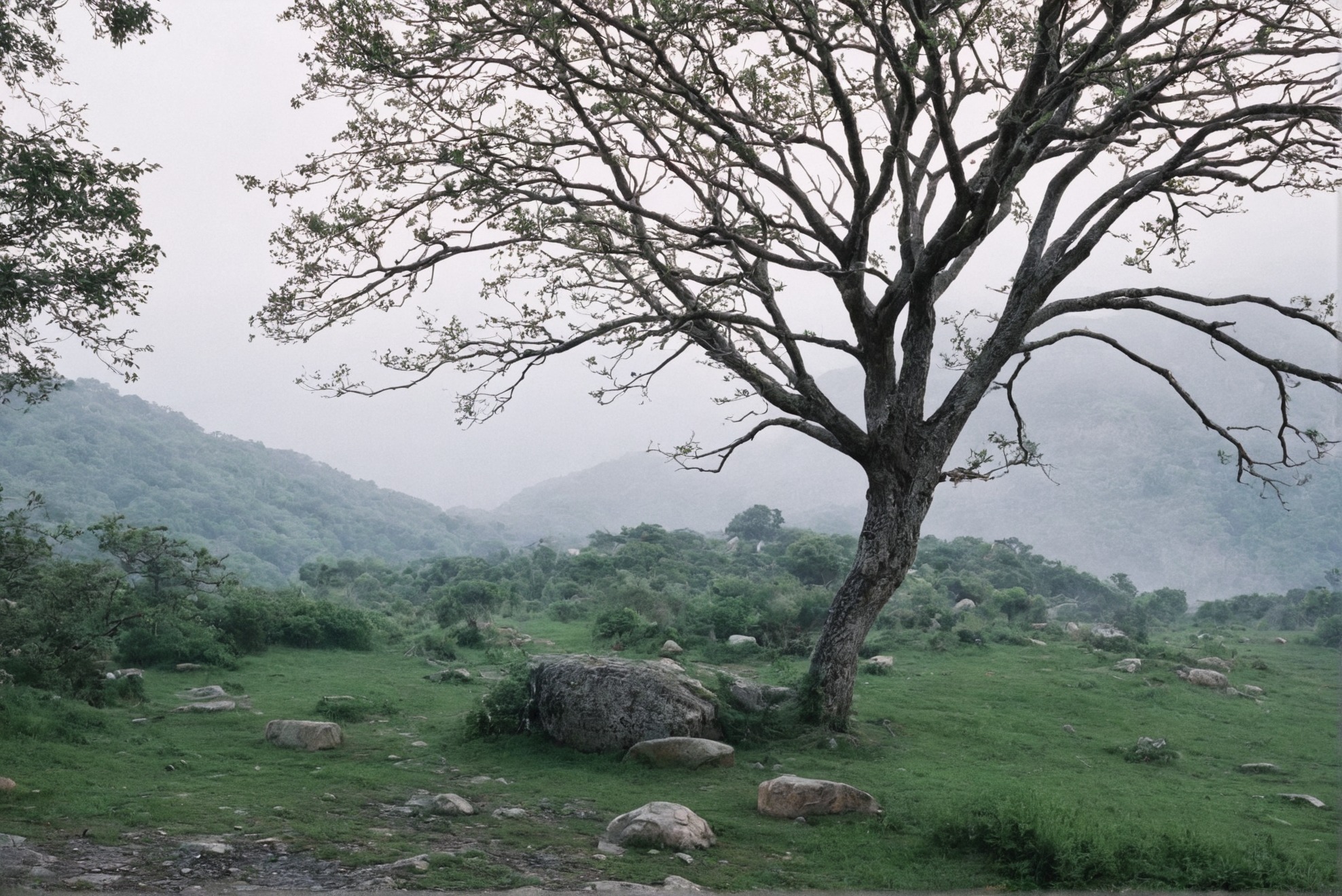 photographers on tumblr, landscape, film photography, artists on tumblr, ireland, trees, 35mm, analog, summer, original photographers, photography, country core