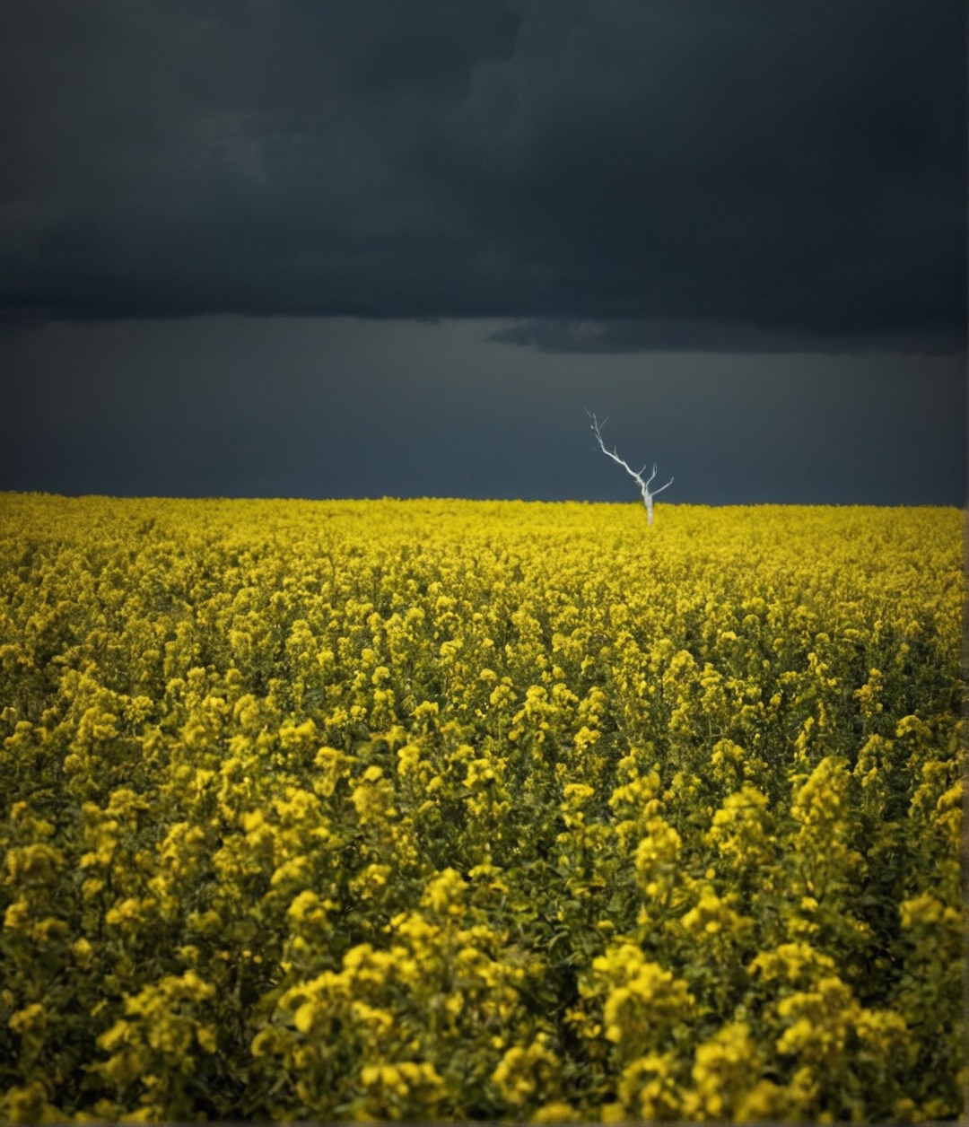 storm, stormy sky, landscape, clouds, fields, aesthetic, nature, naturecore, photography, flowers, curators on tumblr