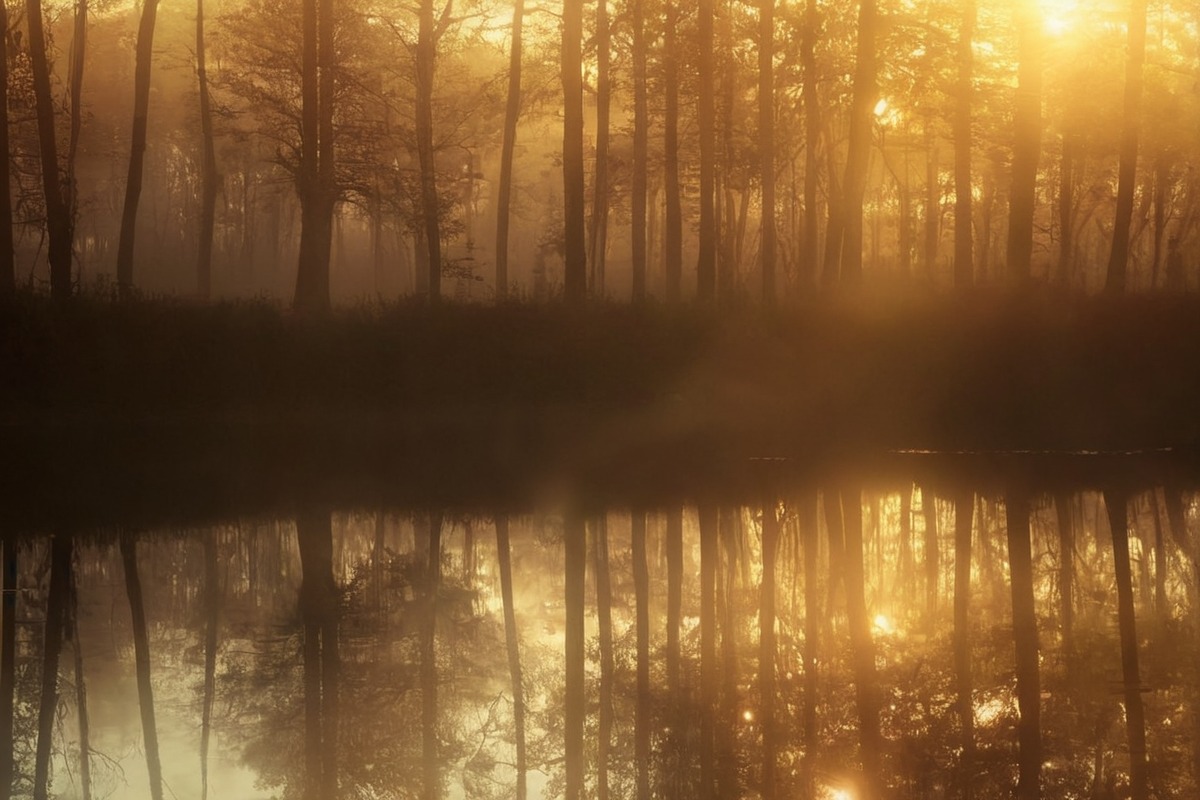 photography, forest, reflection, fog, naturephotography, calm, finland, finnish, june, landscape, marsh, mist, misty, morning, nature, pond, summer, sunrise