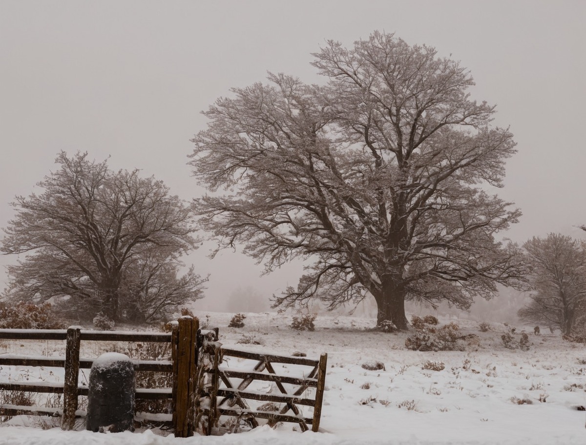 hopeless, love, naturelandscape, naturephotograph, naturephotography, snowwhite, treeslandscape, wintersnow, treephotography, naturebeautiful