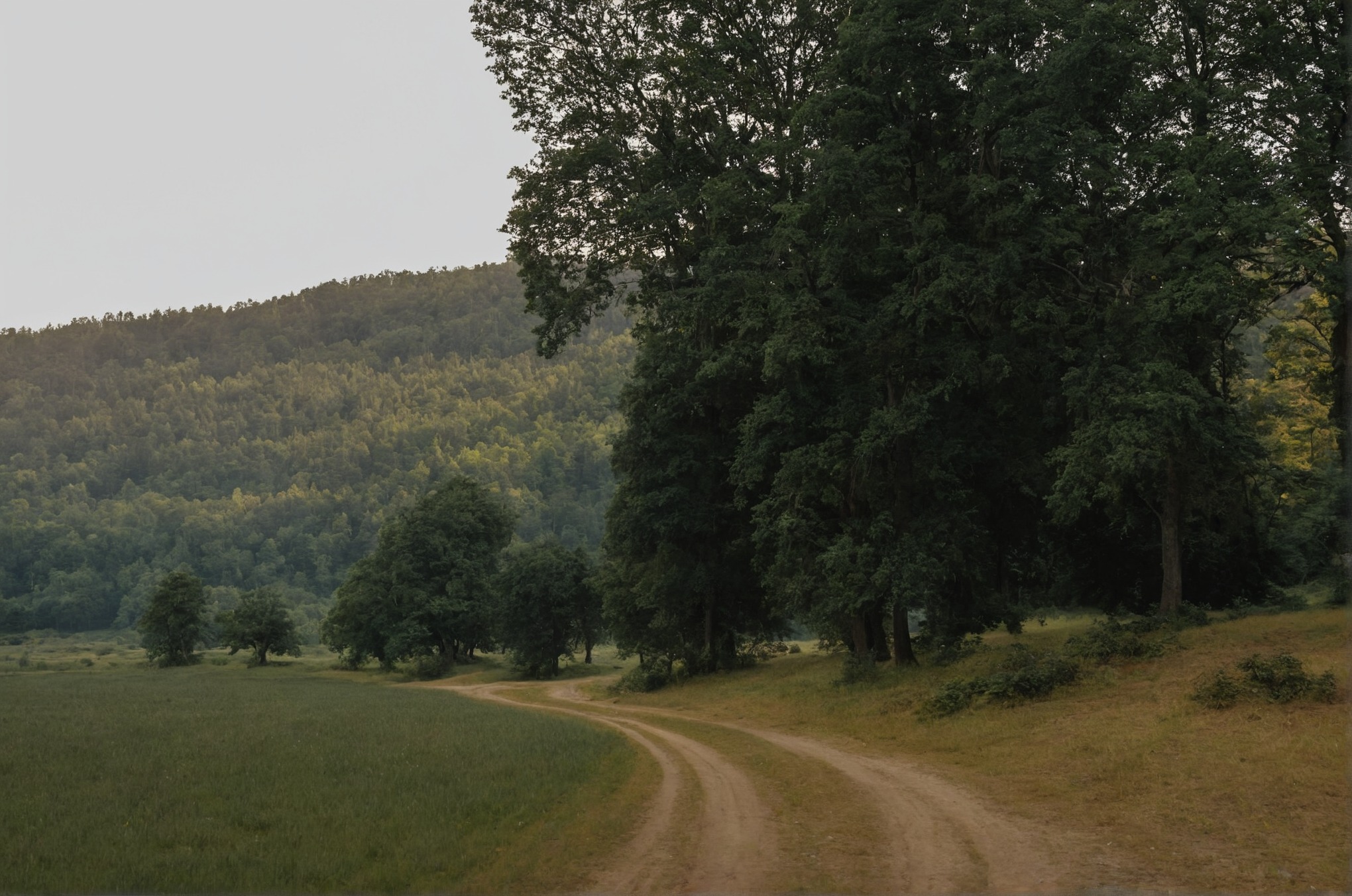 nature, nature photography, nikon, green, plants, beautiful, forest, photography, view, trees and forests, art nature, naturecore, amazing nature, original phography, landscape, adventure, travelling, russia, travel, artists on tumblr