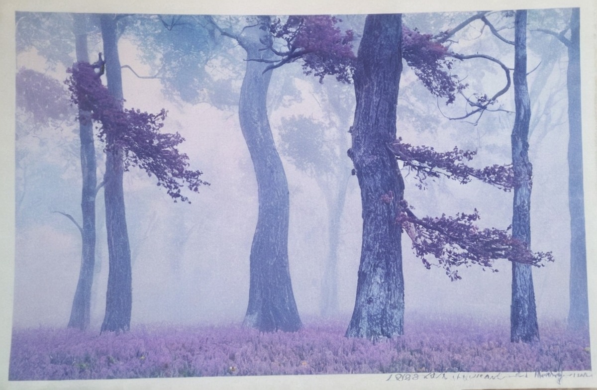 traditionalart, watercolour, forest, aquarelle, drawing, light, painting, sunlight, traditional, trees, watercolor, traditionalartwork