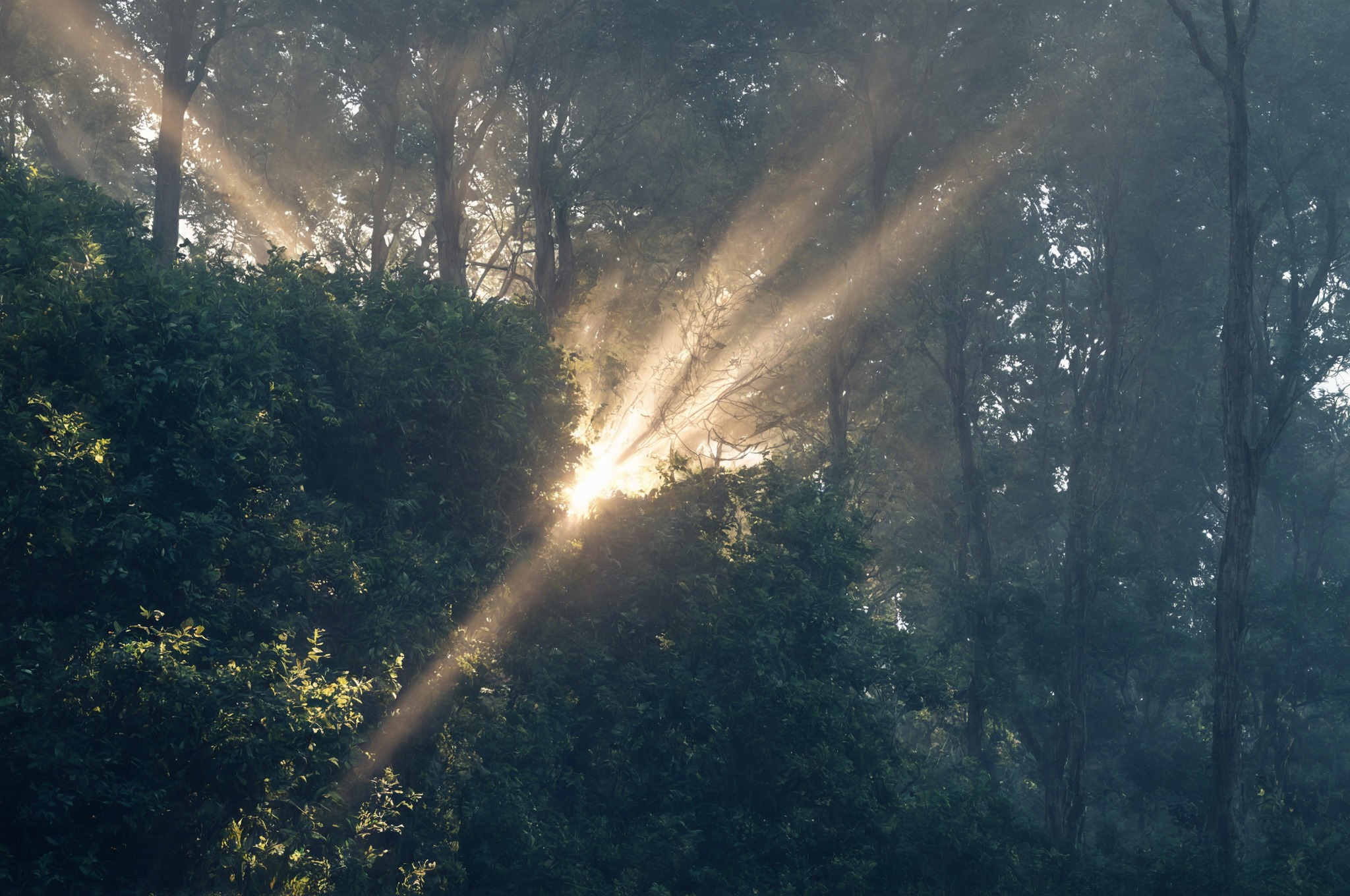 morning, mist, european hare