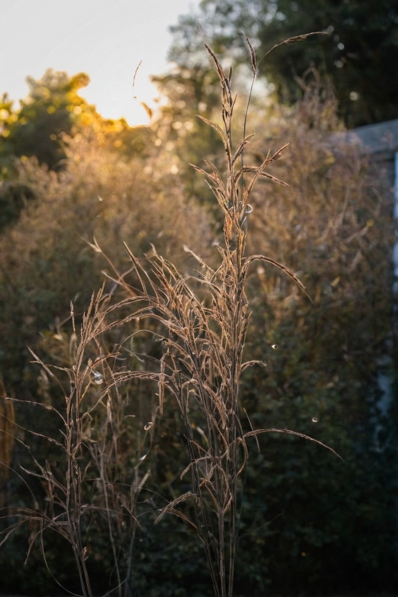 landscapephotography, macrophotography, flowerphotography, naturallight, plants, naturephotography, beauty, photography, autumn, denmark, fall, flower, macro, nature, nordic, october, scandinavia, sun, sunray, sunrise