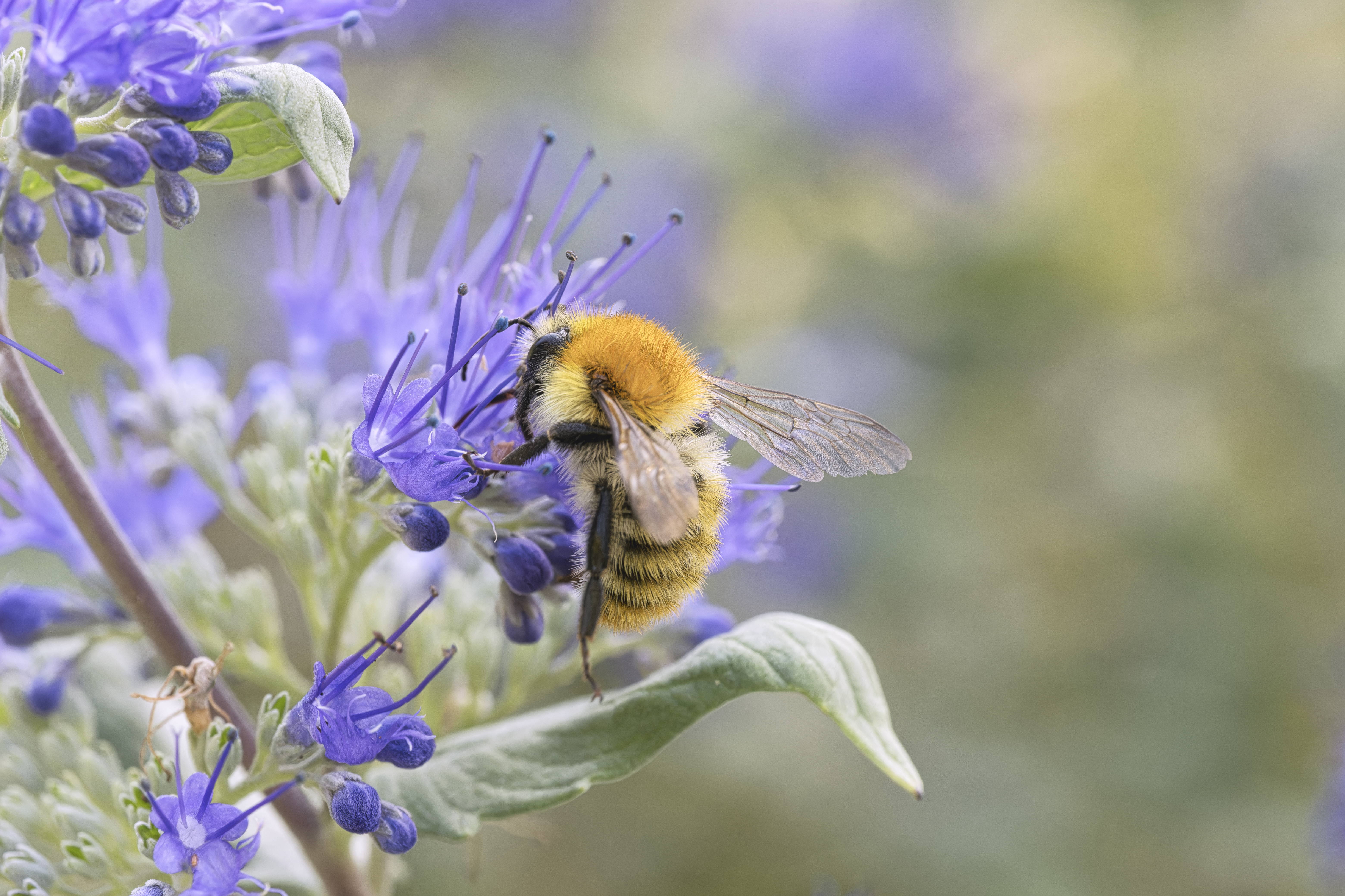 abeille, bee, insect, insecte, insectphotography, macrophotography, naturephotography