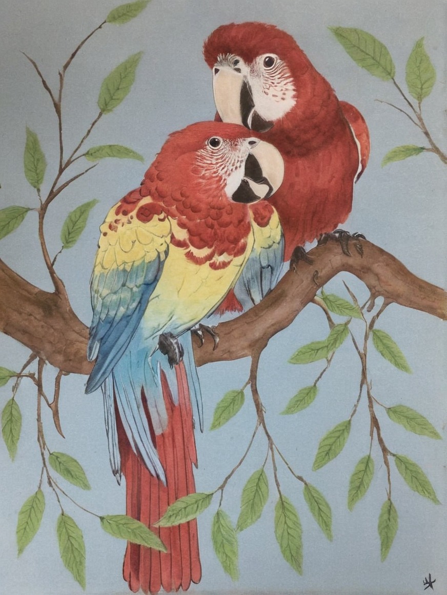 birds, coloredpencils, coloredsketch, drawing, drawingsketch, macaw, nature, natureforest, rainbow, birdart, drawingtraditional, artoftheday, art